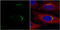 VPS33A Core Subunit Of CORVET And HOPS Complexes antibody, GTX119416, GeneTex, Immunofluorescence image 