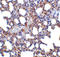 PR domain zinc finger protein 1 antibody, LS-C19658, Lifespan Biosciences, Immunohistochemistry frozen image 