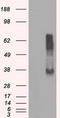 Ring Finger Protein 144B antibody, CF500696, Origene, Western Blot image 