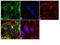 Eukaryotic translation initiation factor 5A-1 antibody, MA1-179, Invitrogen Antibodies, Immunofluorescence image 
