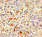 Actin-like protein 7A antibody, CSB-PA896747LA01HU, Cusabio, Immunohistochemistry frozen image 