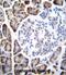 Urocanate Hydratase 1 antibody, abx026118, Abbexa, Immunohistochemistry frozen image 