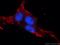 Anoctamin 8 antibody, 19485-1-AP, Proteintech Group, Immunofluorescence image 