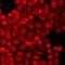 TRNA Methyltransferase 9B (Putative) antibody, LS-C668982, Lifespan Biosciences, Immunofluorescence image 