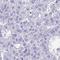 Small Integral Membrane Protein 9 antibody, HPA060970, Atlas Antibodies, Immunohistochemistry paraffin image 