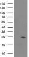 Josephin Domain Containing 1 antibody, NBP2-03442, Novus Biologicals, Western Blot image 