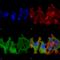 NHL Repeat Containing E3 Ubiquitin Protein Ligase 1 antibody, SMC-444D-ALP, StressMarq, Immunofluorescence image 