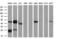 N-Acyl Phosphatidylethanolamine Phospholipase D antibody, M07504, Boster Biological Technology, Western Blot image 