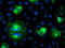Ubiquitin-like-conjugating enzyme ATG3 antibody, LS-C173183, Lifespan Biosciences, Immunofluorescence image 