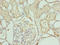 Late Cornified Envelope Like Proline Rich 1 antibody, LS-C675985, Lifespan Biosciences, Immunohistochemistry paraffin image 