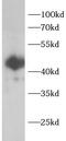 Calcium Binding Protein 39 Like antibody, FNab10426, FineTest, Western Blot image 