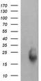 RAB30, Member RAS Oncogene Family antibody, TA505344AM, Origene, Western Blot image 