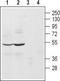 Adrenoceptor Alpha 2A antibody, TA328713, Origene, Western Blot image 