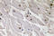 Paired Box 1 antibody, LS-C291720, Lifespan Biosciences, Immunohistochemistry paraffin image 