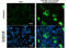 West Nile Virus antibody, GTX633919, GeneTex, Immunofluorescence image 