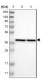 Prolactin Regulatory Element Binding antibody, NBP1-87057, Novus Biologicals, Western Blot image 