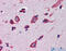 Cerebellin 4 Precursor antibody, 30-824, ProSci, Immunohistochemistry frozen image 