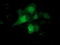 COBW Domain Containing 1 antibody, TA501687, Origene, Immunofluorescence image 