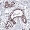 Proline, Glutamate And Leucine Rich Protein 1 antibody, NBP2-32565, Novus Biologicals, Immunohistochemistry paraffin image 