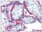 CD59 Molecule (CD59 Blood Group) antibody, AM08350PU-N, Origene, Immunohistochemistry frozen image 