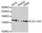 Collagen Type XI Alpha 2 Chain antibody, A10473, ABclonal Technology, Western Blot image 