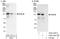 cGMP-inhibited 3 ,5 -cyclic phosphodiesterase B antibody, A302-743A, Bethyl Labs, Immunoprecipitation image 