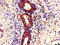 Double-stranded RNA-binding protein Staufen homolog 1 antibody, CSB-PA13759A0Rb, Cusabio, Immunohistochemistry paraffin image 