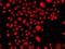 FA Complementation Group M antibody, orb373648, Biorbyt, Immunofluorescence image 