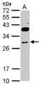 Ring Finger Protein 166 antibody, NBP2-20177, Novus Biologicals, Western Blot image 