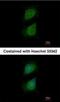 PLXND1 antibody, NBP1-33634, Novus Biologicals, Immunocytochemistry image 
