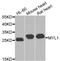 Myosin Light Chain 1 antibody, LS-B14310, Lifespan Biosciences, Western Blot image 