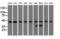 Carnosine N-Methyltransferase 1 antibody, CF501298, Origene, Western Blot image 
