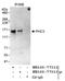 PH3 antibody, NB100-77313, Novus Biologicals, Western Blot image 