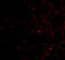 Ubiquitin Interaction Motif Containing 1 antibody, 4325, ProSci, Immunofluorescence image 