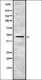 Lymphocyte antigen 6A-2/6E-1 antibody, orb337001, Biorbyt, Western Blot image 