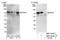 RIO Kinase 1 antibody, NBP1-30103, Novus Biologicals, Western Blot image 