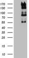 Zinc finger protein GLI1 antibody, TA803970S, Origene, Western Blot image 