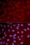 Interferon Regulatory Factor 3 antibody, orb135763, Biorbyt, Immunocytochemistry image 