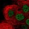 PTPRF Interacting Protein Alpha 4 antibody, PA5-62928, Invitrogen Antibodies, Immunofluorescence image 