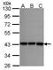 Replication Factor C Subunit 2 antibody, PA5-28189, Invitrogen Antibodies, Western Blot image 