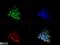 Neurotrophic Receptor Tyrosine Kinase 3 antibody, NBP2-15185, Novus Biologicals, Immunofluorescence image 