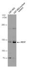 RE1-silencing transcription factor antibody, PA5-78148, Invitrogen Antibodies, Western Blot image 
