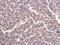 Cytochrome C1 antibody, PA5-27490, Invitrogen Antibodies, Immunohistochemistry frozen image 