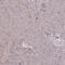 Retinol Binding Protein 5 antibody, HPA038723, Atlas Antibodies, Immunohistochemistry frozen image 