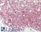 Ubiquitin C-Terminal Hydrolase L5 antibody, LS-B14199, Lifespan Biosciences, Immunohistochemistry paraffin image 
