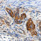 Ring Finger Protein 31 antibody, AF8039, R&D Systems, Immunohistochemistry frozen image 