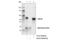 Cullin 4A antibody, 2699T, Cell Signaling Technology, Immunoprecipitation image 