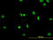 RBMX Like 2 antibody, LS-C133727, Lifespan Biosciences, Immunofluorescence image 