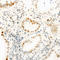 Cyclin-H antibody, LS-C358933, Lifespan Biosciences, Immunohistochemistry frozen image 