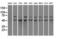 Protein Phosphatase 5 Catalytic Subunit antibody, LS-C114693, Lifespan Biosciences, Western Blot image 